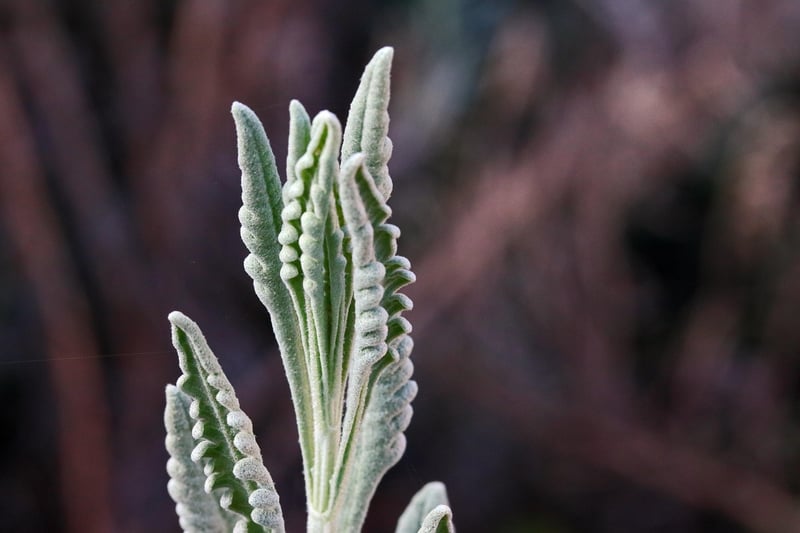 Herb garden layout tips