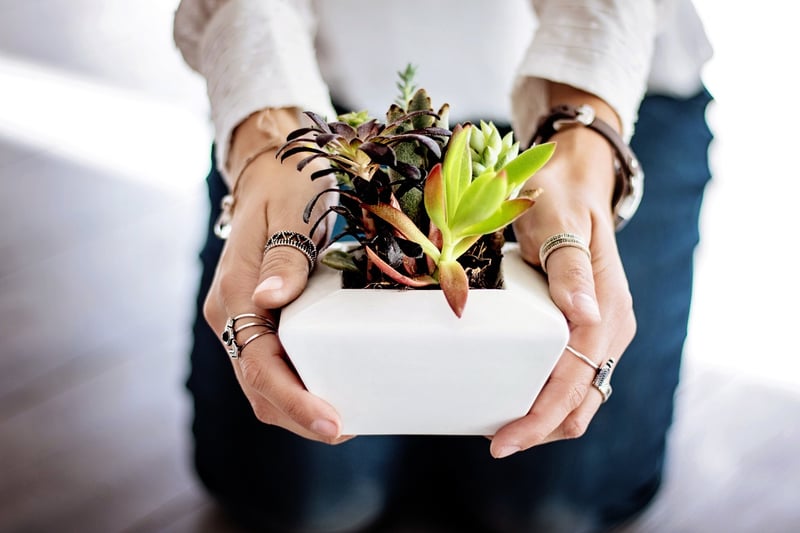 Pet-friendly indoor greens