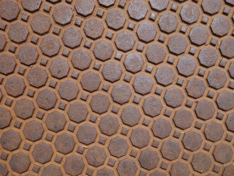 Cast Iron Plant