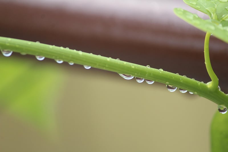 Pothos