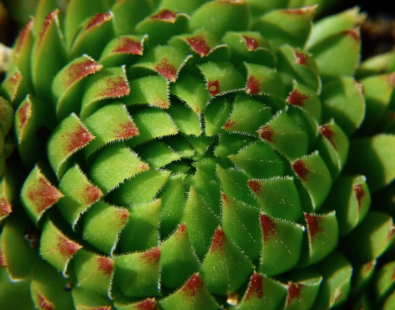 Hanging Succulent Ball